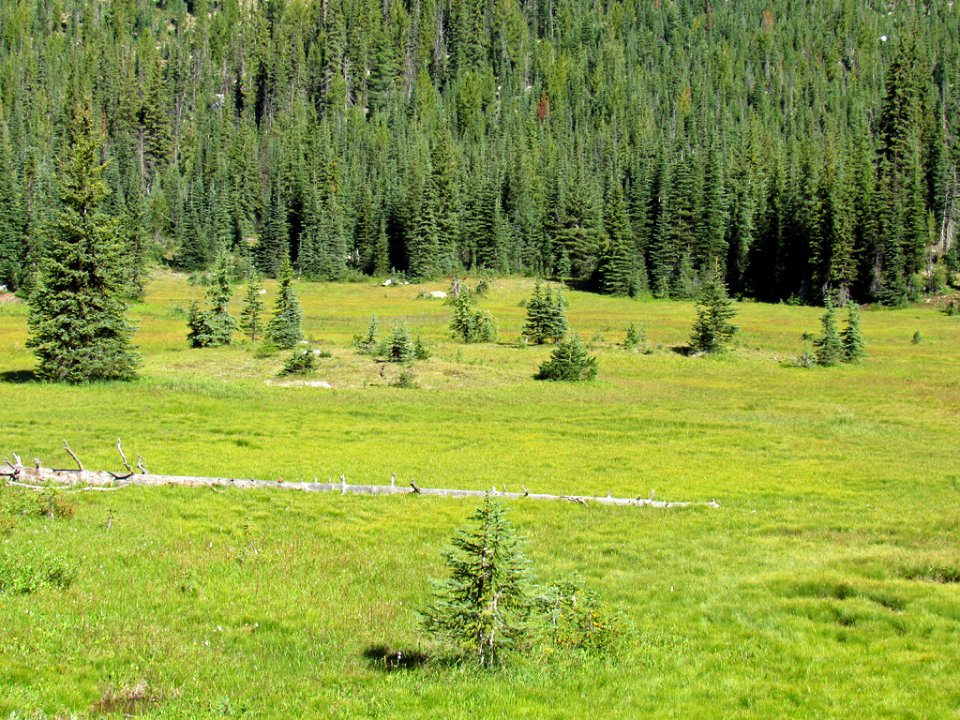 Meadow at North Cascades NP in WA