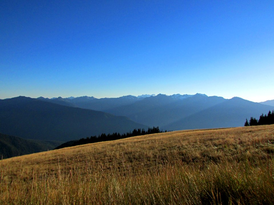 Hurricane Ridge at Olympic NP in WA