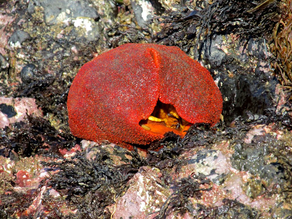 Gumboot Chiton at Yaquina Head in Newport, OR