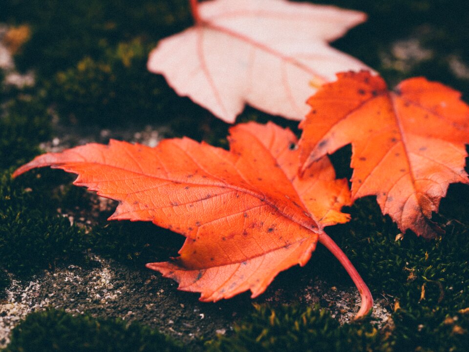 Fall nature red