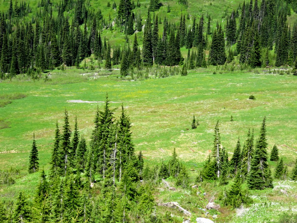 Mt. Rainier NP in WA