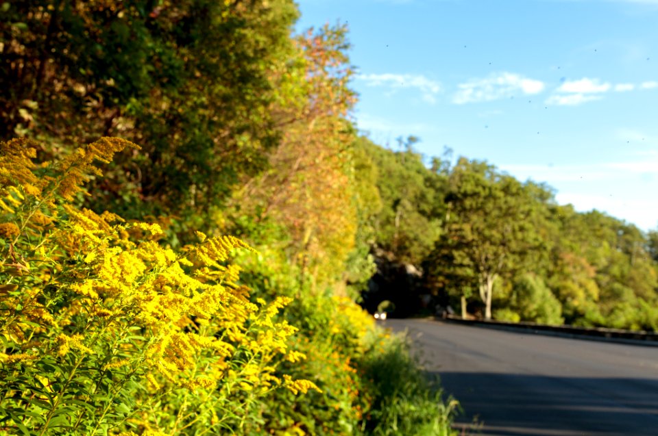 Goldenrod - Tunnel Overlook