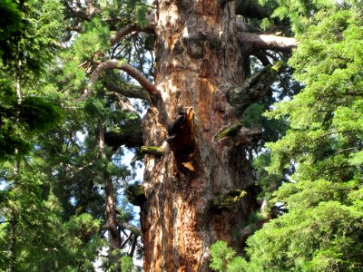 Sequoia NP in CA