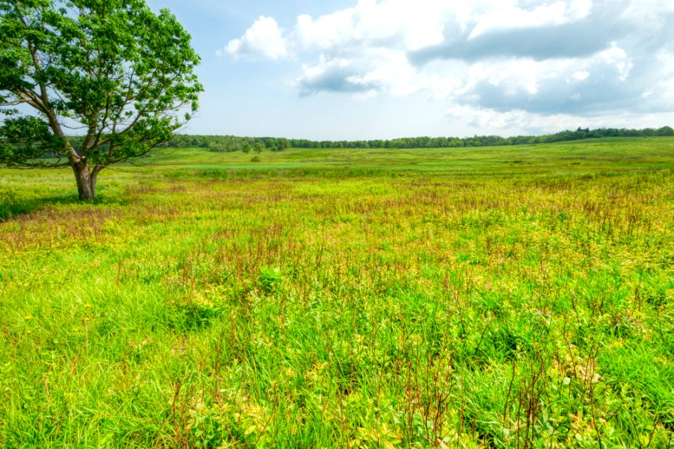 Big Meadows Green-Up Day 52