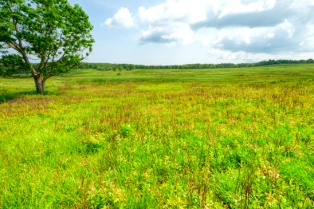 Big Meadows Green-Up Day 52
