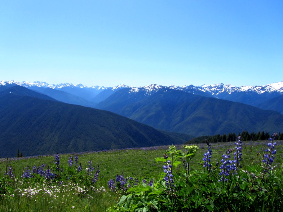 Hurricane Ridge at Olympic NP in WA