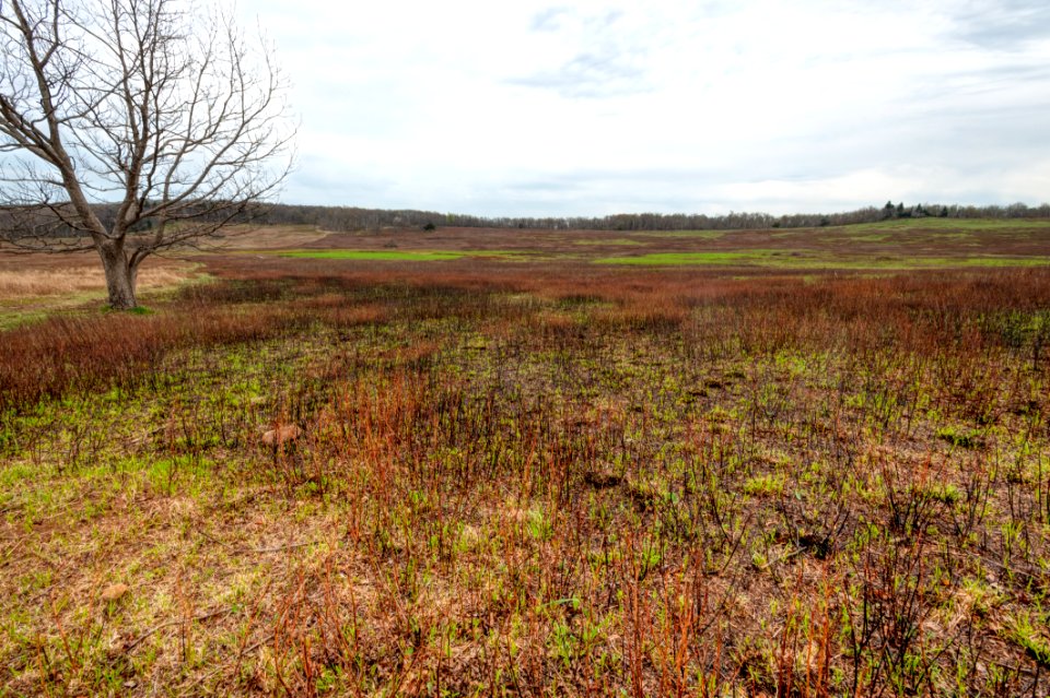 Big Meadows Green-Up Day 20