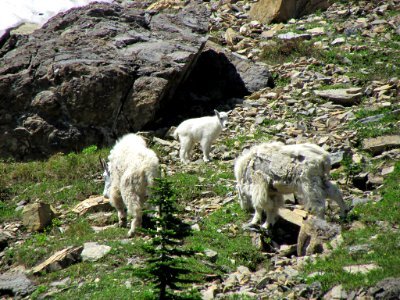 Mountain Goats at Glacier NP in MT photo
