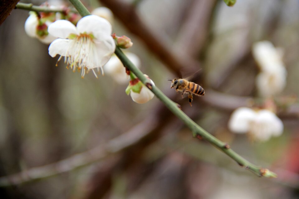 Flowering orchard wood