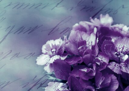 Flower purple romantic photo