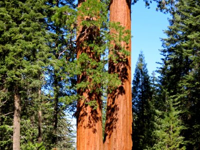 Sequoia NP in CA