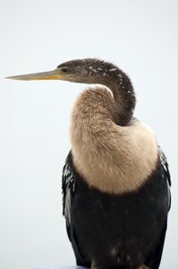 Florida nature snakebird