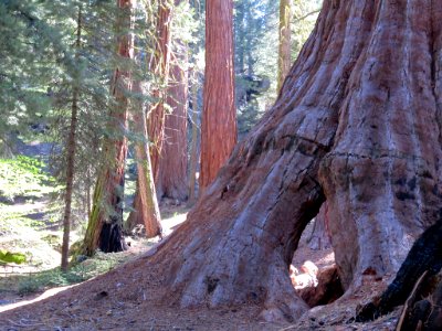 Sequoia NP in CA