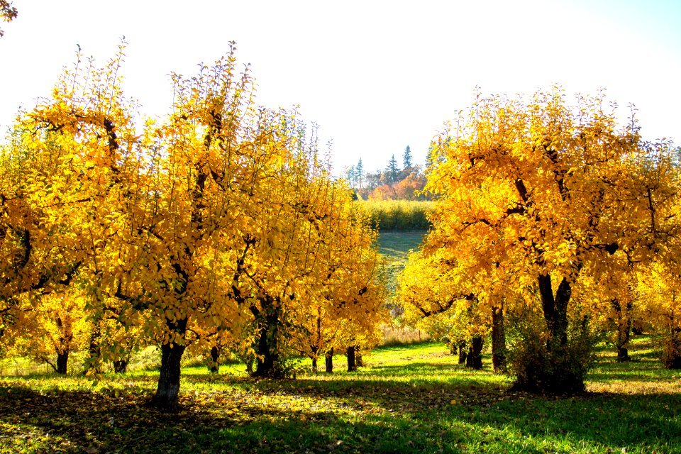 Orchard trees in autumn, Oregon