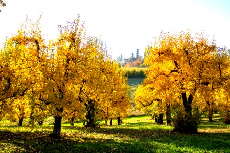 Orchard trees in autumn, Oregon photo
