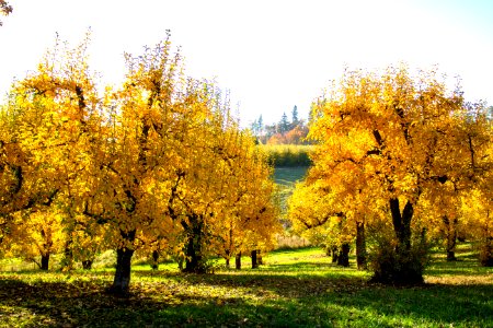 Orchard trees in autumn, Oregon