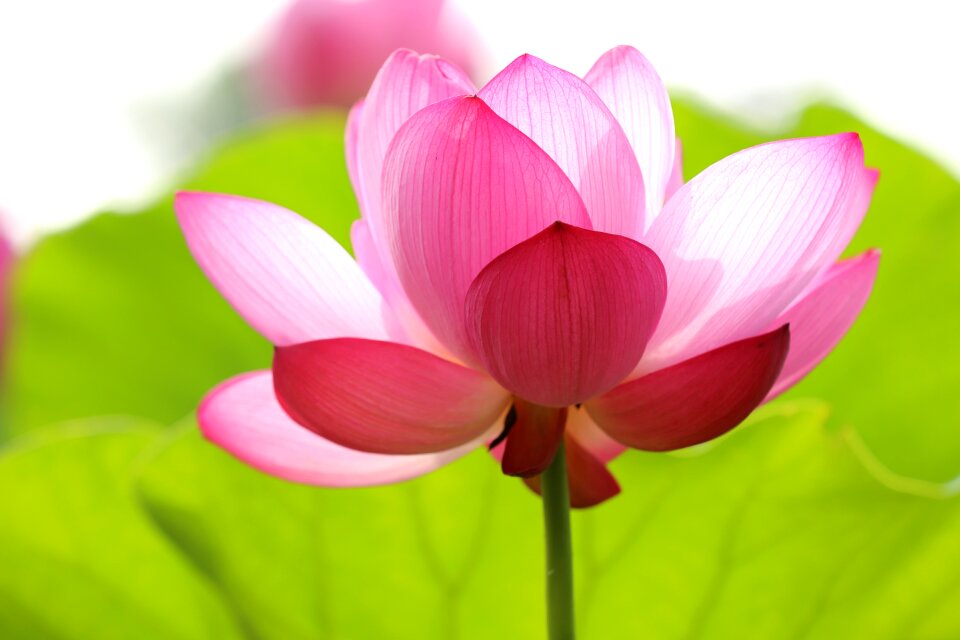 Beautiful floral flower