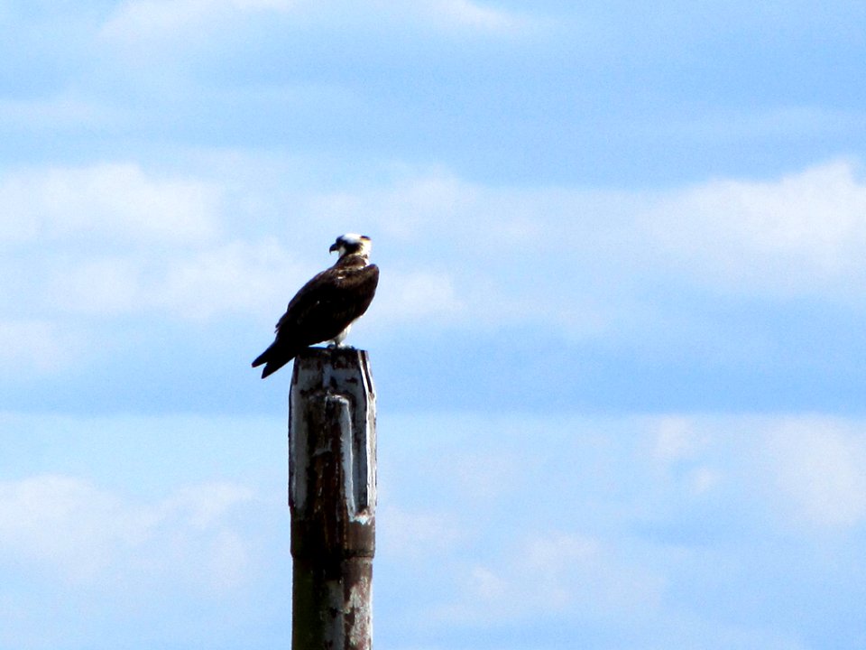 Osprey in WA