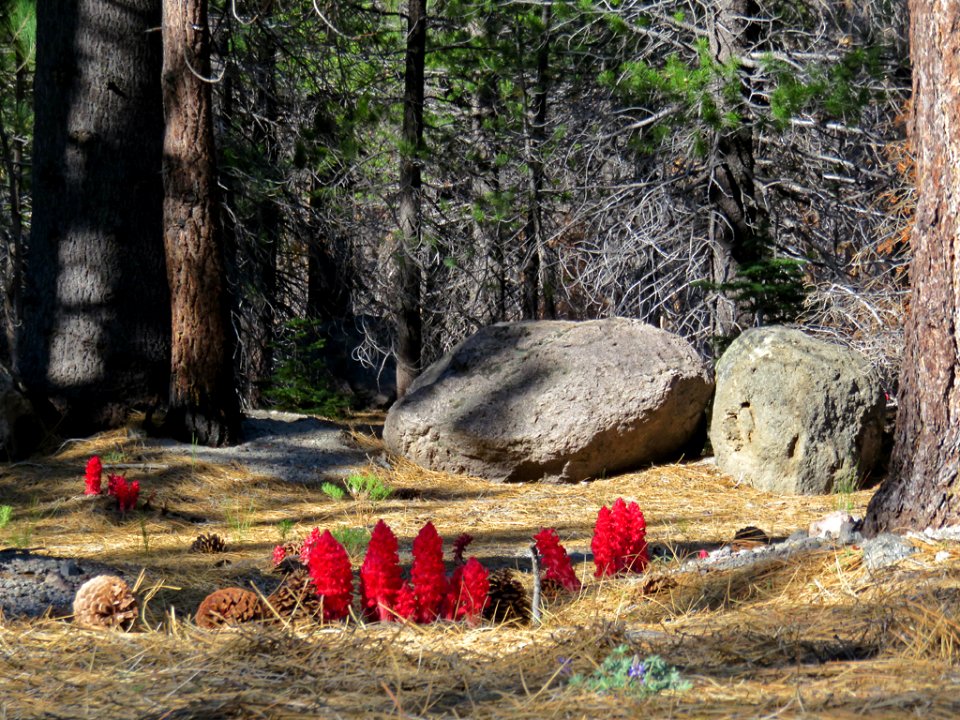 Lassen Volcanic NP in CA