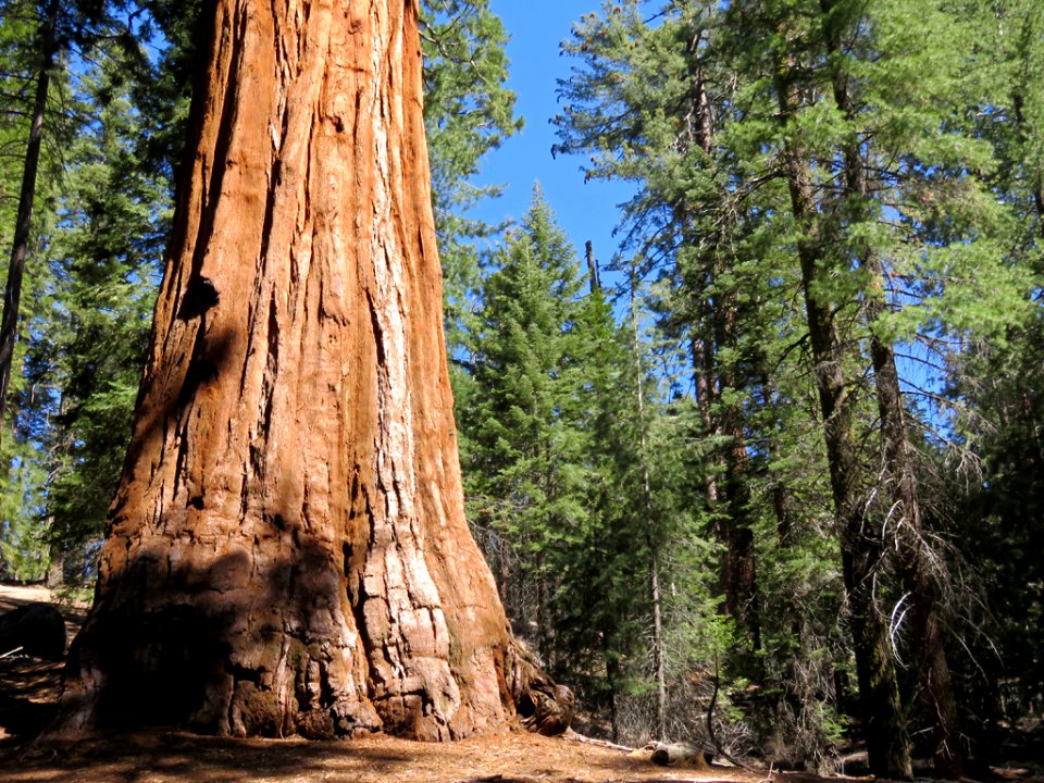 Kings Canyon NP in CA