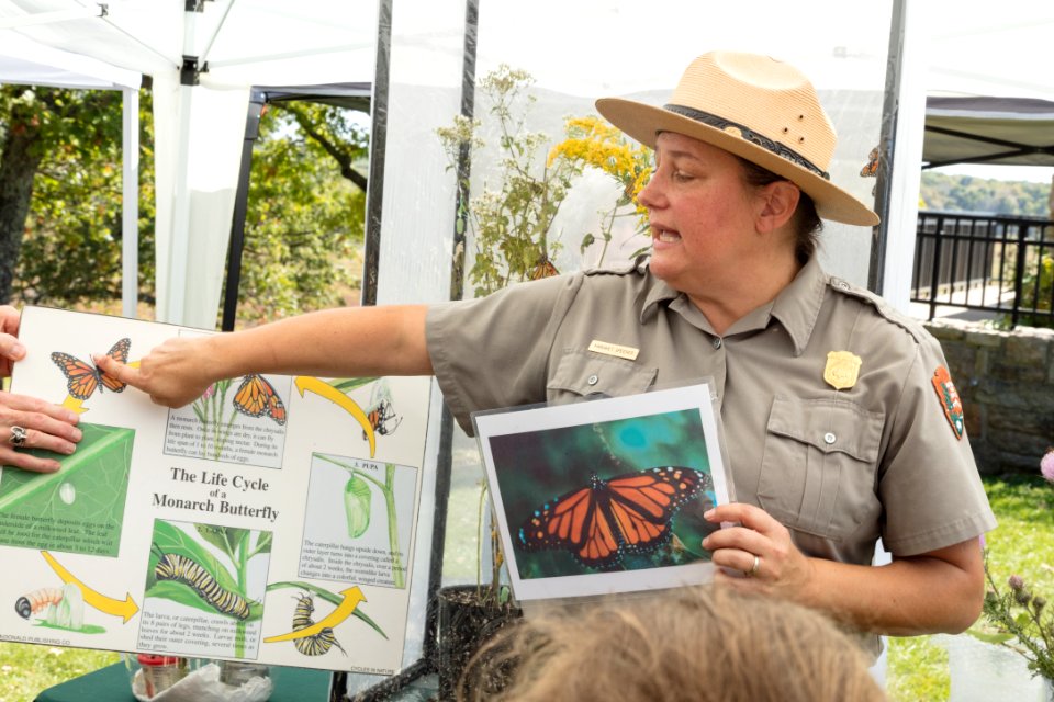 Monarch Butterfly Day 2017