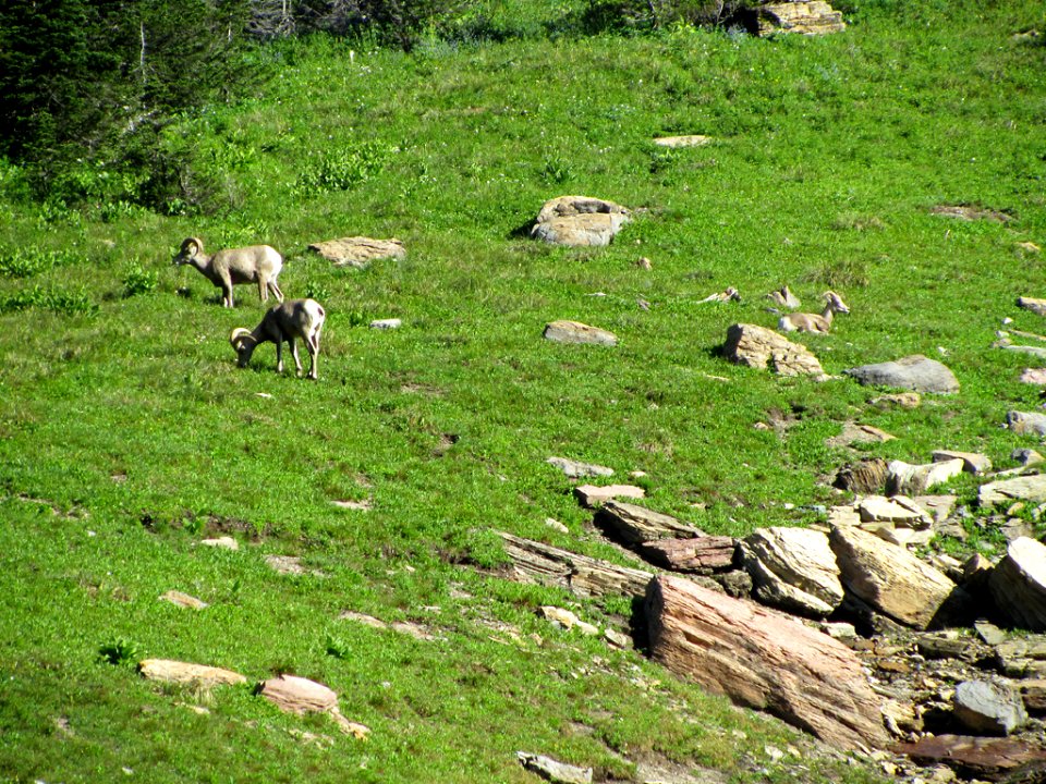 Bighorn Sheep at Glacier NP in MT