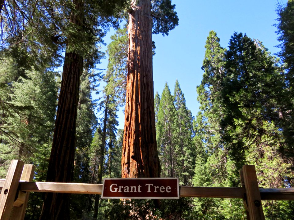 General Grant Tree at Kings Canyon NP in CA