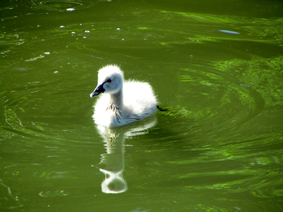 Baby Black Swan in WA