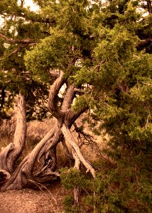 Cedar Tree