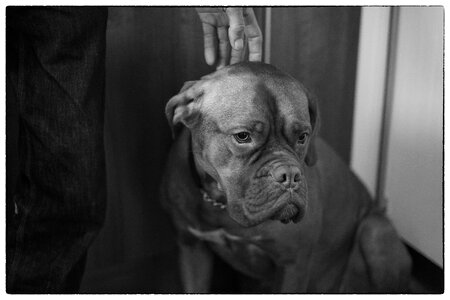 Canine pet de