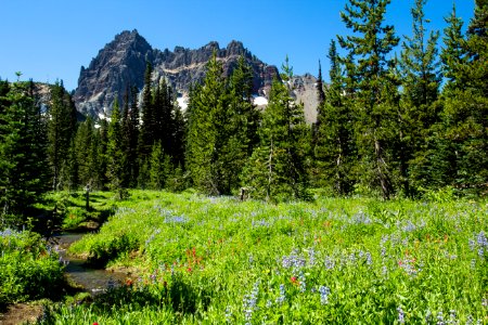 Lower Canyon Creek Meadow photo