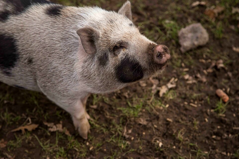 Pig animal wisconsin