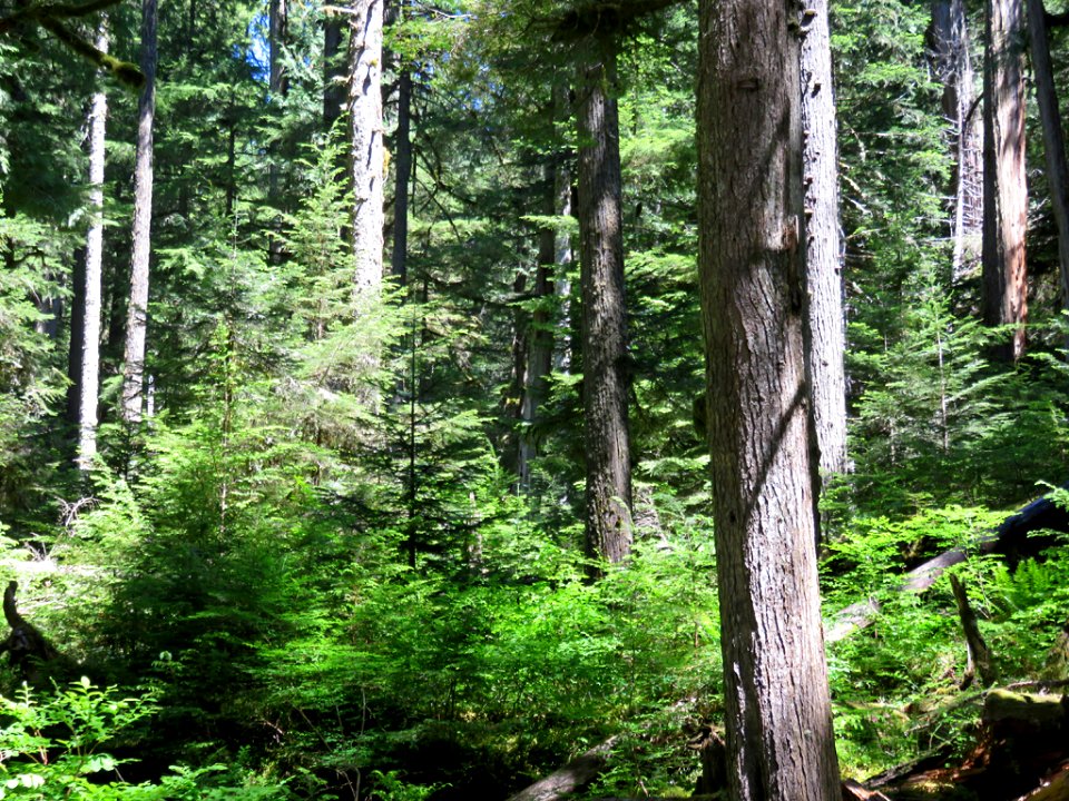 Mt. Rainier NP in Washington