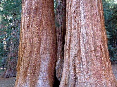 Sequoia NP in CA