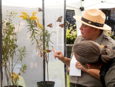 Monarch Butterfly Day 2017