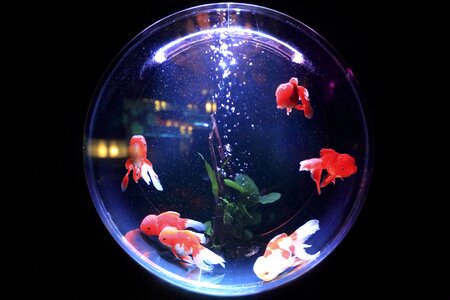 Water bowl goldfish