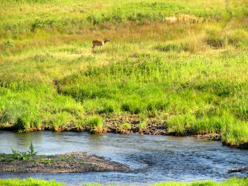 National Bison Range in MT