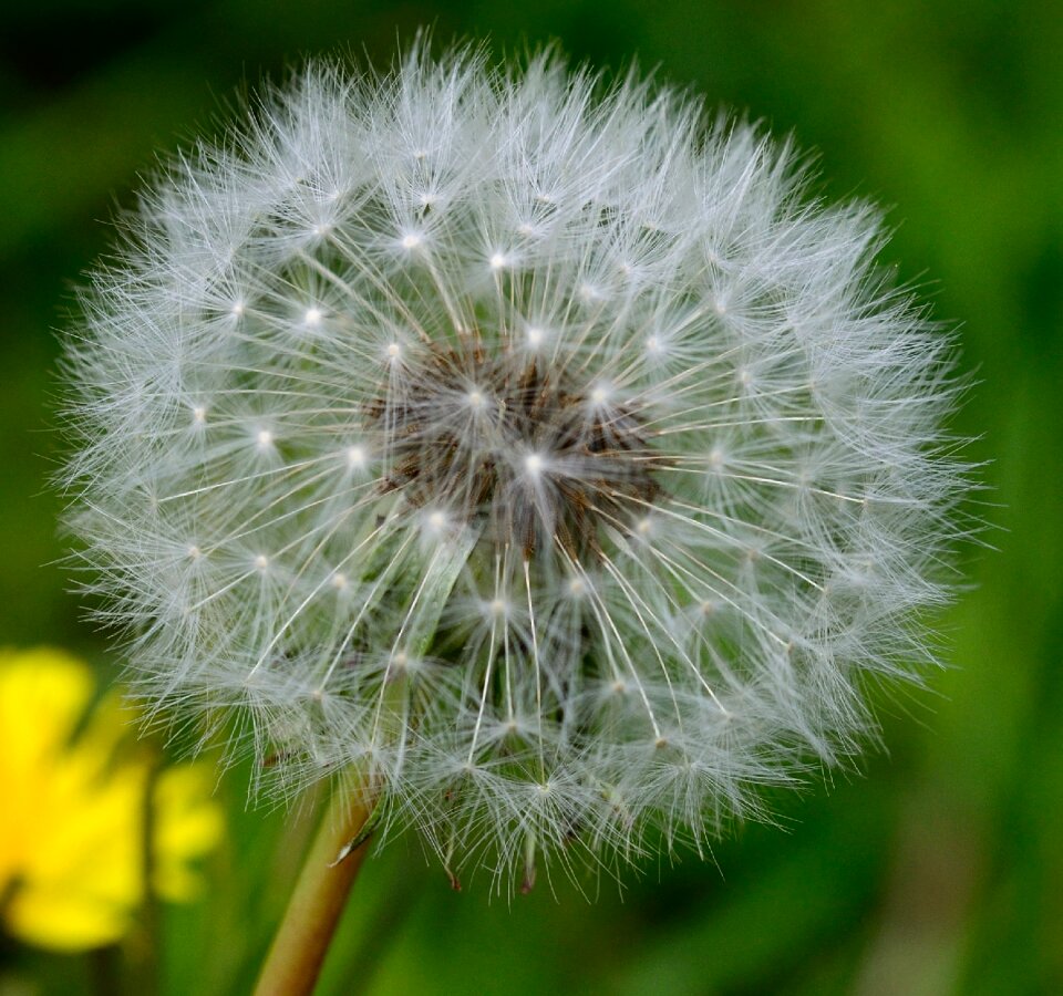 Dandelion flower flowers