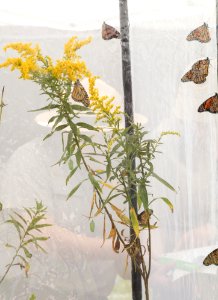 Monarch Butterfly Day 2017