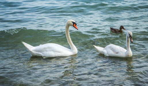 Nature wildlife white
