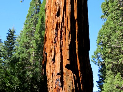 Sequoia NP in CA