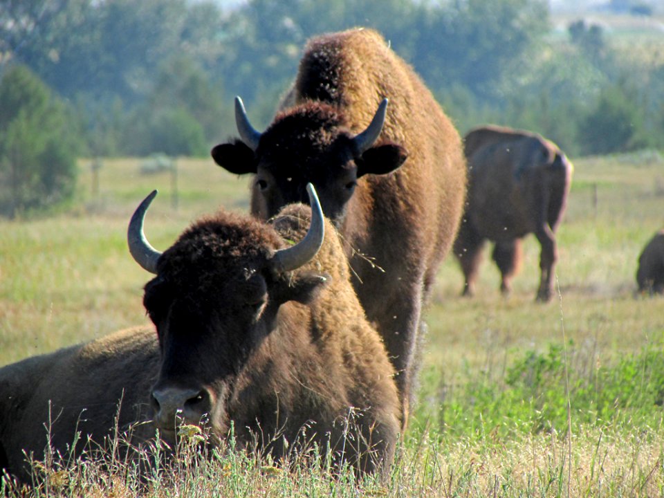 National Bison Range in MT