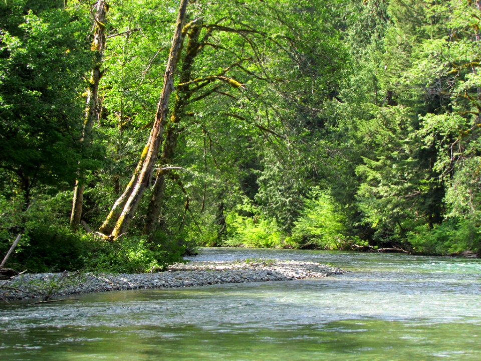 Ohanapecosh River at Mt. Rainier NP in Washington