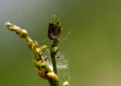Asparagus Beetle Larvae