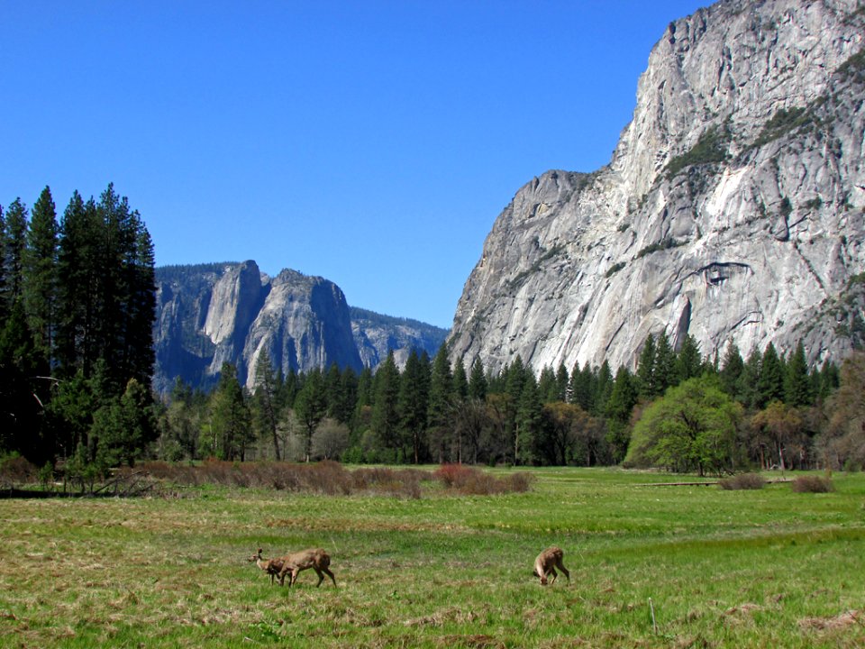 Deer at Yosemite NP in CA