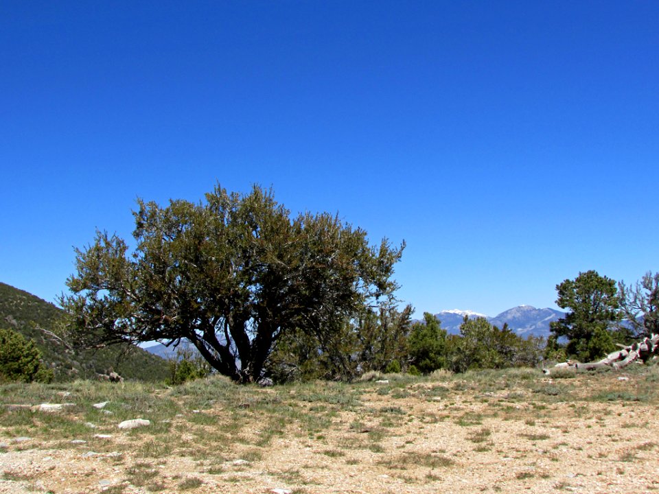 Great Basin NP in NV