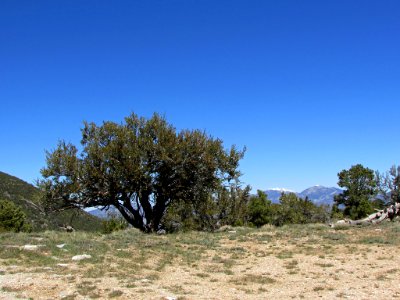 Great Basin NP in NV
