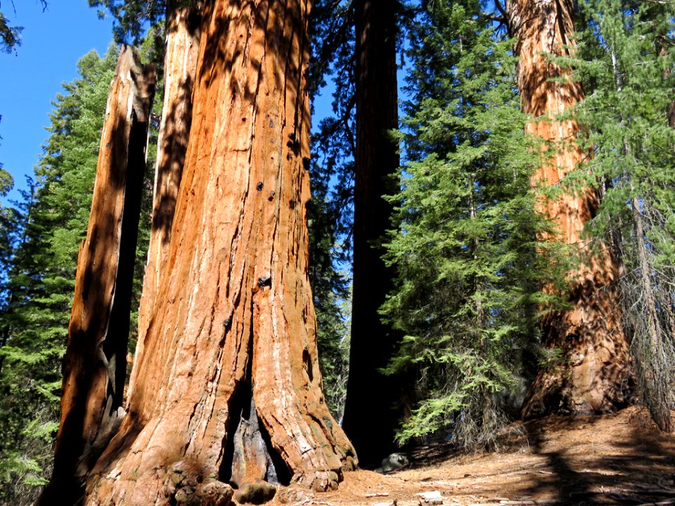 Kings Canyon NP in CA
