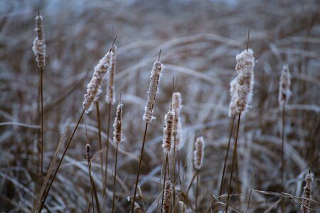 Nature prairie outdoors
