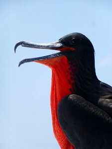 Galapagos seabird ecuador